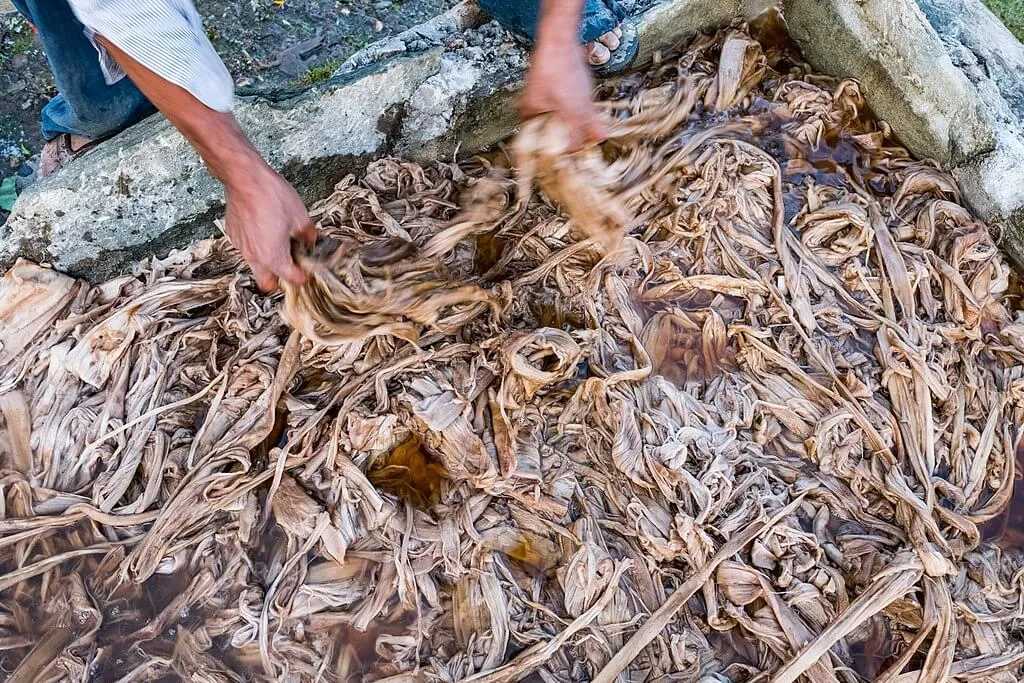 Boiling daphne bush bark