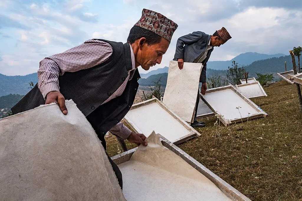 Lokta paper being removed from deckles