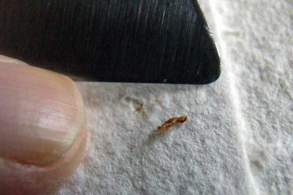 A tiny bug stuck in handmade paper